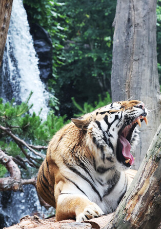 [K-Geography] Lazy tiger