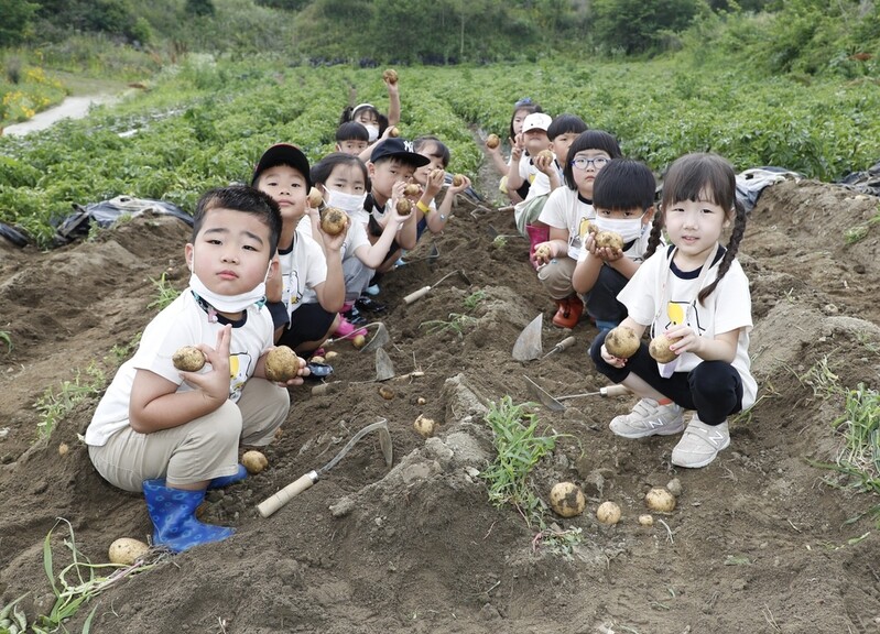 [픽! 괴산] "감자캐기 체험 너무 재밌어요"