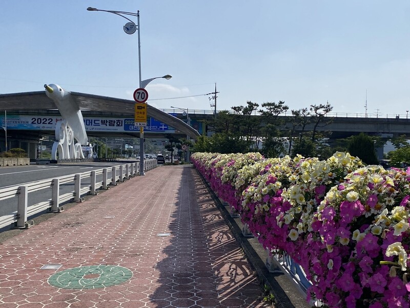 [픽! 보령] 머드박람회 앞두고 가로변 경관 조성 한창