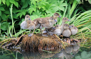[K-Geography] Well-grown baby mandarin ducks