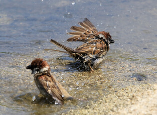 [K-Geography] Sparrows taking shower