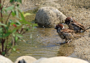 [K-Geography] Sparrows exhausted from hot summer