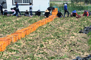 [K-Geography] Newly harvested potatoes