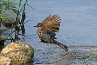 [K-Geography] Brown-eared bulbul's bath