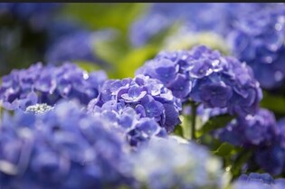 [K-Geography] Sinan Island Hydrangea Festival Opens on 24th