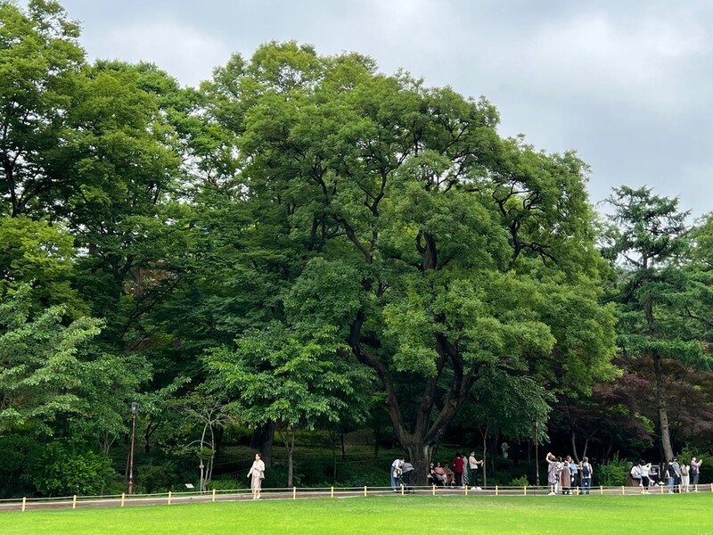 청와대 '대통령 기념식수' 등 주요 나무 100그루 집중관리(종합)