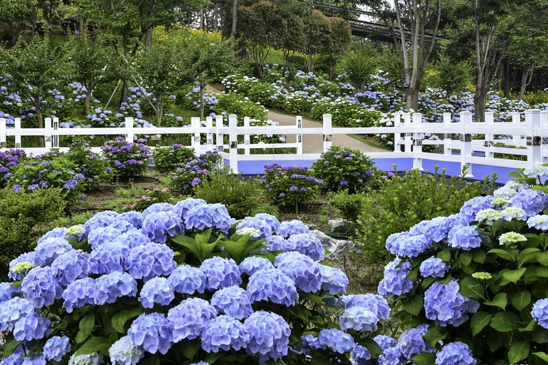 울산 고래문화마을서 24∼26일 '제1회 장생포 수국 페스티벌'