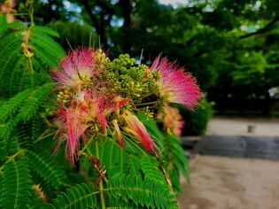 [K-Geography] Pink silk tree blossoms in full bloom