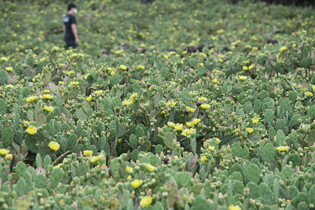 [K-Geography] Cactus flowers in full bloom