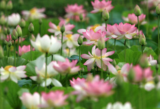 [K-Geography] Lotus flowers in full bloom