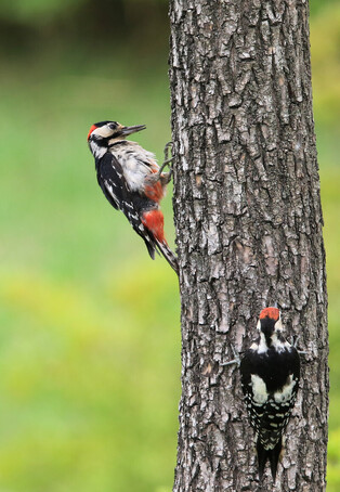 [K-Geography] Woodpeckers searching for prey