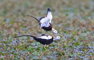 [K-Geography] Jacanas from subtropical climates