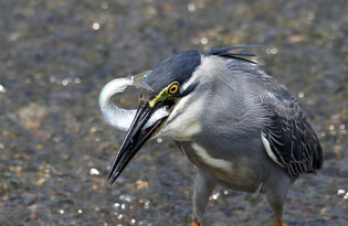 [K-Geography] Striated heron catches fish