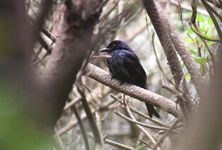 [K-Geography]  Rare bird observed