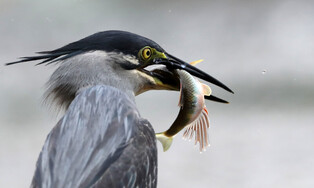 [K-Geography] Striated heron swallowing fish
