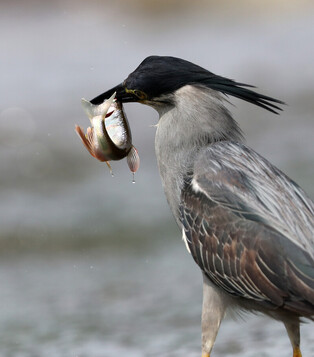 [K-Geography] Striated heron's dinner