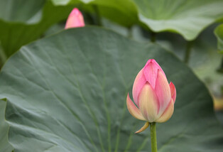 [K-Geography] Lotus flowers in full bloom