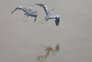 [K-Geography] Herons flying for shelter