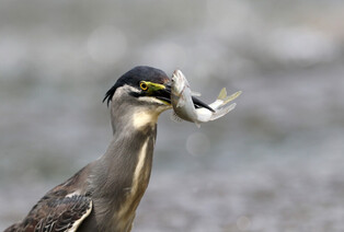 [K-Geography] Striated heron swallowing fish