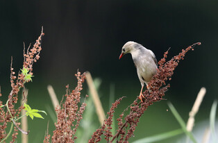 [K-Geography] Pretty red-billed starling