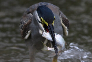 [K-Geography] Striated heron swallowing fish