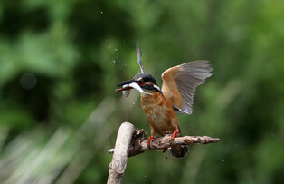 [K-Geography] Kingfisher swallowing prey
