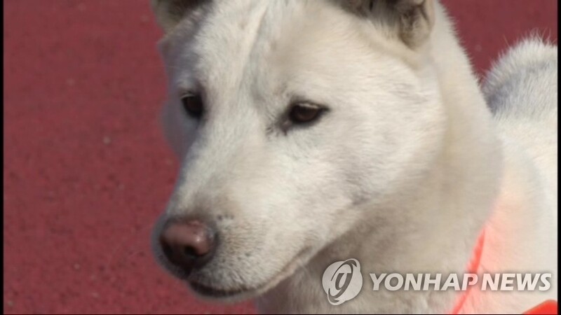 "수면 방해 하지 마" 이웃 반려견 때린 40대 벌금 100만원