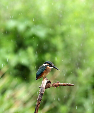 [K-Geography] Kingfisher searching for prey