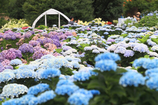 [K-Geography] hydrangeas in full bloom