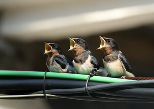 [K-Geography] Hungry swallow chicks