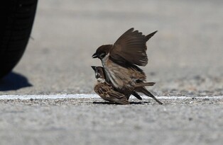 [K-Geography] Sparrows mating