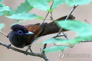 [K-Geography] Endangered black paradise flycatcher found in Pohang with four youngs