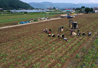 [K-Geography] Potato harvesting