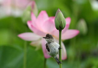 [K-Geography] Great reed warbler relaxing on lotus bud
