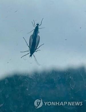 Northwestern Seoul attacked by swarms of 'lovebugs'