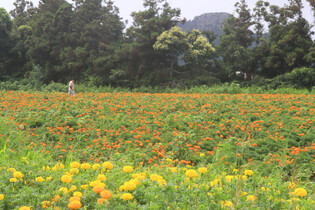 [K-Geography] Celosia flowers in full bloom