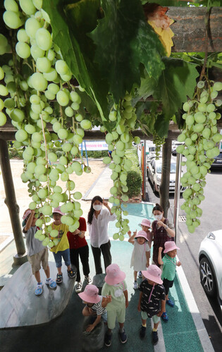 [K-Geography] Green grapes ripening