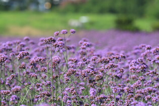 [K-Geography] Verbena flowers in full bloom