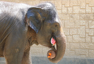 [K-Geography] Elephant tired of hot summer