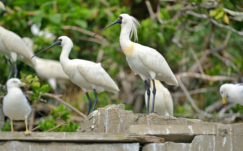 서천 갯벌서 멸종위기 야생동물 1급 '저어새' 570마리 관측