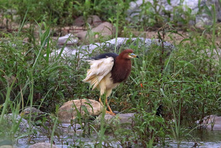 [K-Geography] pond heron on East Coast of Korean Peninsula