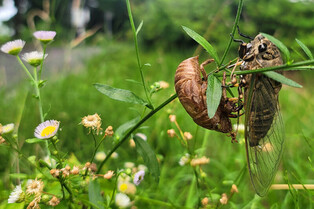 [K-Geography] Blockish cicada drying wings