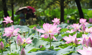 [K-Geography] Lotus flowers in full bloom