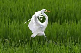 [K-Geography] Egret relaxing on rice field