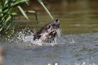 [K-Geography] Endangered animal otter