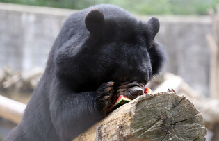 [K-Geography] Asiatic black bear treated to summer food