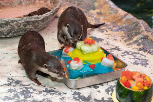 [K-Geography] Otters treated to summer food