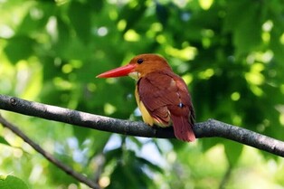 [K-Geography] Ruddy kingfisher relaxing