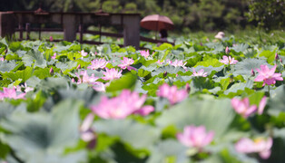 [K-Geography] Lotus flowers in full bloom