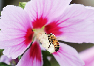 [K-Geography] Collecting mugunghwa honey